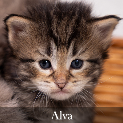 Alva