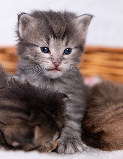 Alveig - 3 weeks old