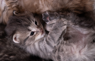 Alveig - 3 weeks old