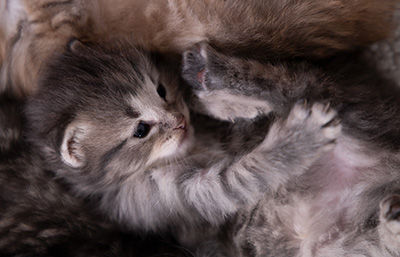 Alveig - 3 weeks old