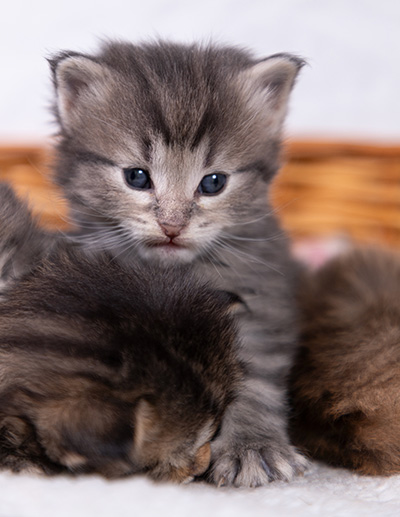 Alveig - 3 weeks old