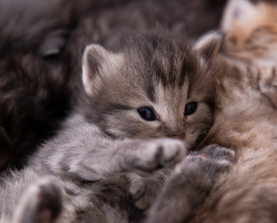 Alveig - 3 weeks old