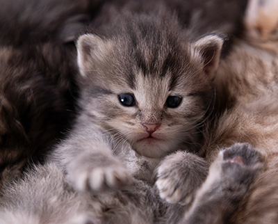 Alveig - 3 weeks old