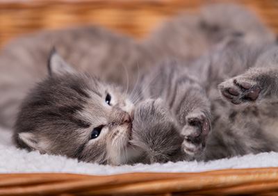 Alveig - 3 weeks old