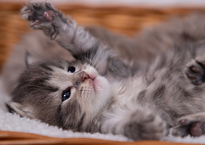 Alveig - 3 weeks old