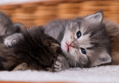 Alveig - 3 weeks old