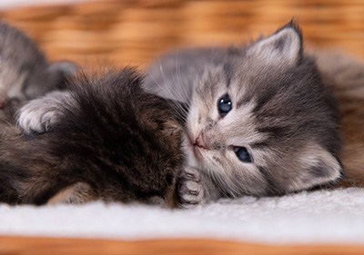 Alveig - 3 weeks old