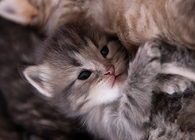 Alveig - 3 weeks old