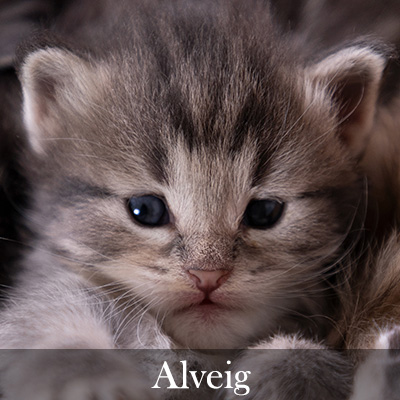 Alveig