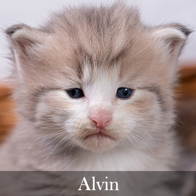 Alvin