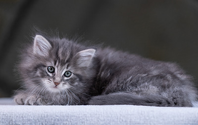 Yelena - 7 weeks old