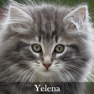 Yelena