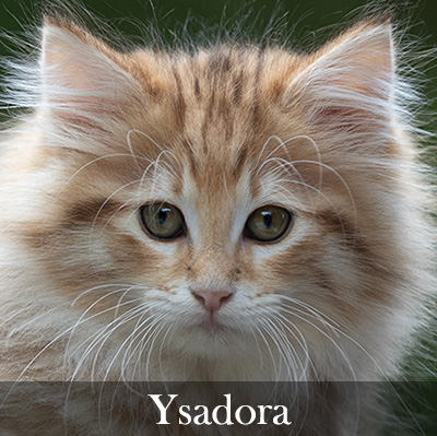 Ysadora