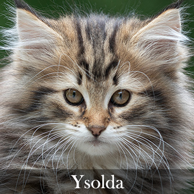 Ysolda