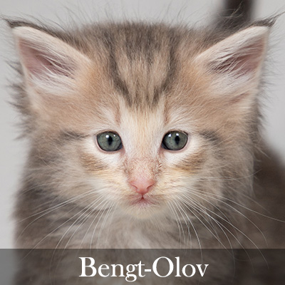 Bengt-Olov