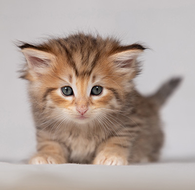 Bengt-Oskar - 4 Wochen alt