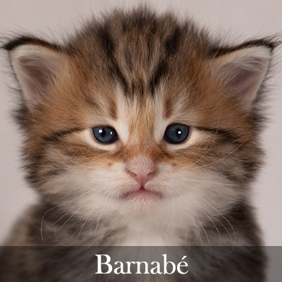 Barnabé