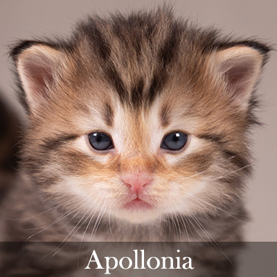Apollonia