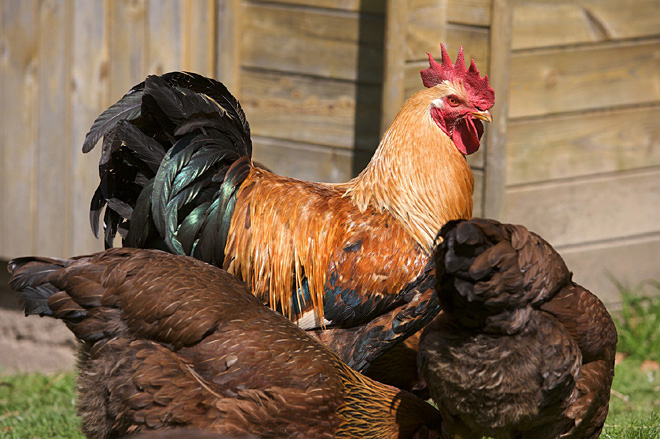 Poules