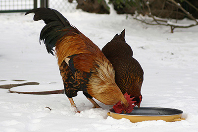 Poules