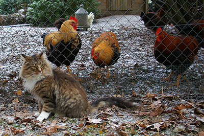 Poules