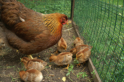 Poules