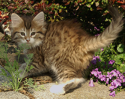 Freya - 8 weeks old