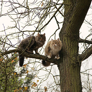 Freya and Grey Wind