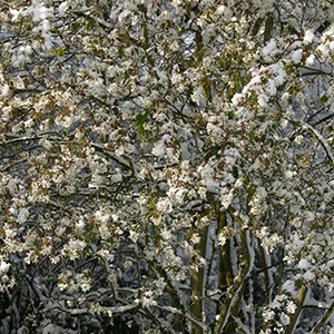 Amelanchier