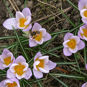 Crocus