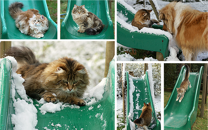 Cats on the Toboggan