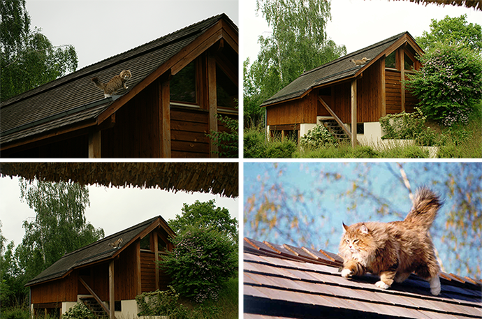 Cats on the Roofs