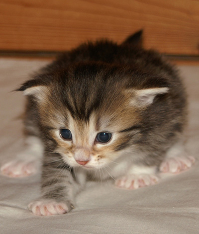 Holly - 3 weeks old