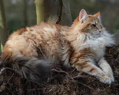 Melchior - 9 months old