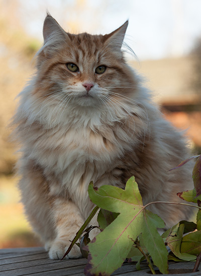 Melchior - 7 months old