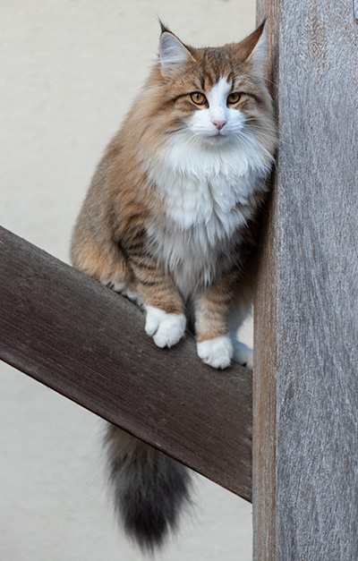 Paddington - 7 months old