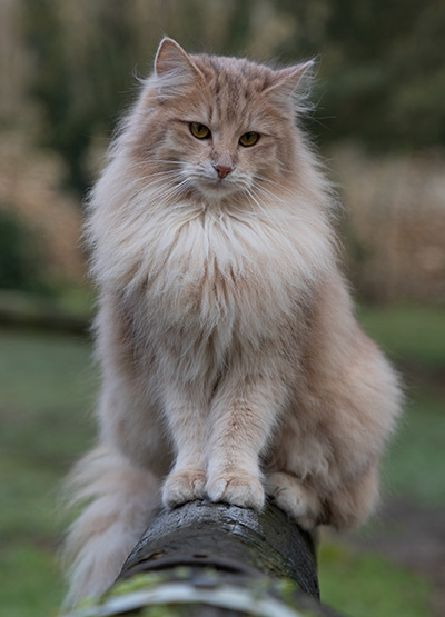 Solveig - 18 months old