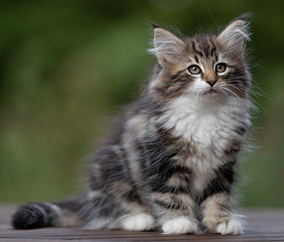 Angelika - 9 weeks old