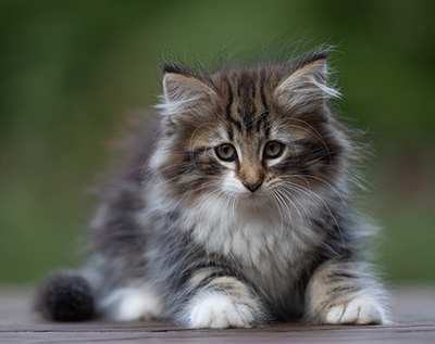 Angelika - 9 weeks old