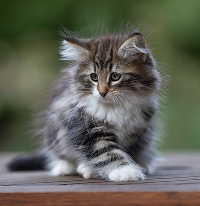 Angelika - 9 weeks old