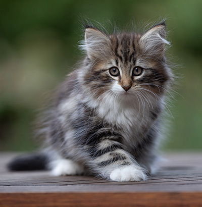 Angelika - 9 weeks old