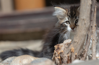 Angelika - 9 weeks old