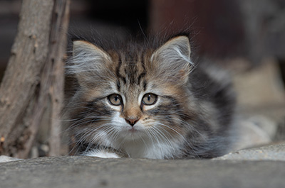 Angelika - 9 weeks old