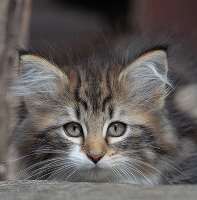 Angelika - 9 weeks old