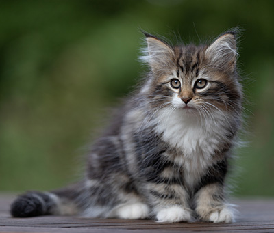 Angelika - 9 weeks old