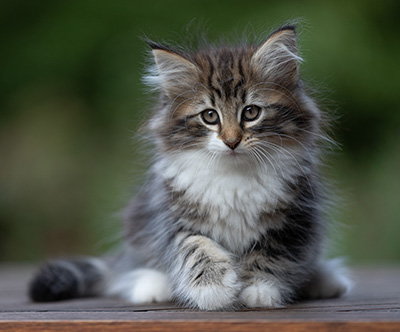 Angelika - 9 weeks old