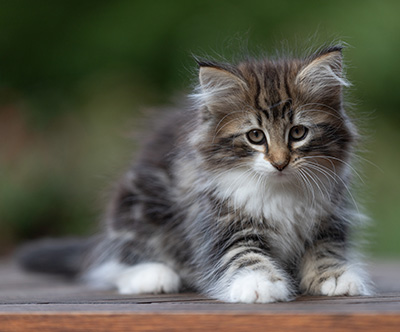 Angelika - 9 weeks old