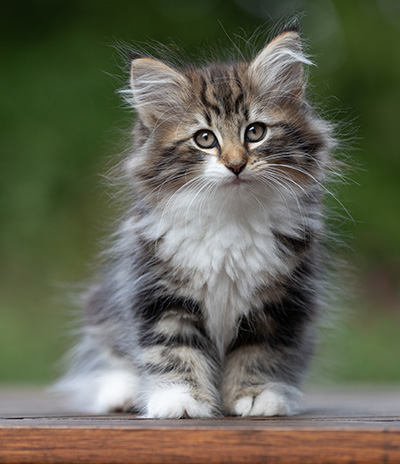 Angelika - 9 weeks old