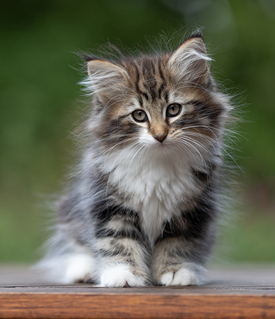 Angelika - 9 weeks old