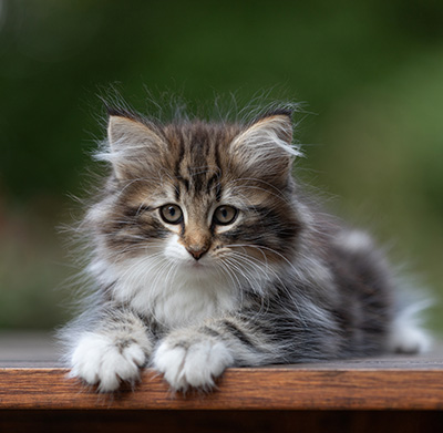 Angelika - 9 weeks old